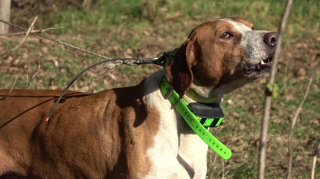Dog exploring nature during a sunny day in Nikinci, Serbia