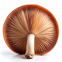 Chinese medicine, herbal therapy, botanical education