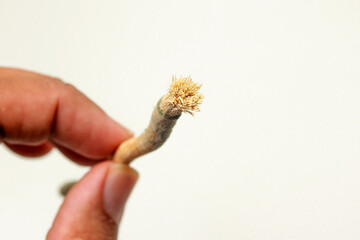 moldy Miswak or siwak an arabian toothbrush, isolated on white background