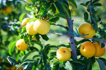 Closeup of a yellow apple tree branch in an orchard farm garden.