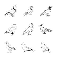 Black and White Pigeon stock 15