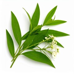 Obraz premium Chinese medicine, herbal therapy, botanical education