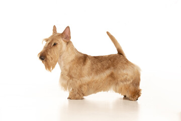 scottish terrier on white background