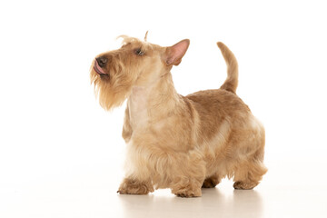 scottish terrier on white background