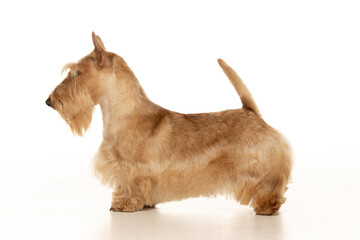 scottish terrier on white background