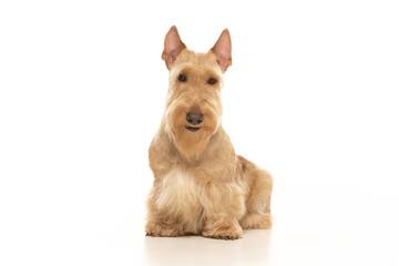 scottish terrier on white background
