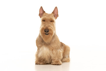 scottish terrier on white background
