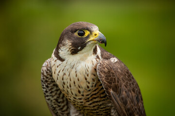 Perergrine Falcon (Falco peregrinus)