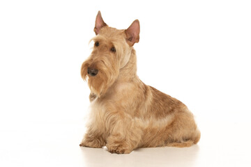 scottish terrier on white background