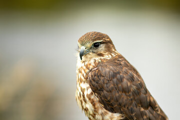 Kestrel (Falco tinnunculus)