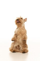 scottish terrier on white background