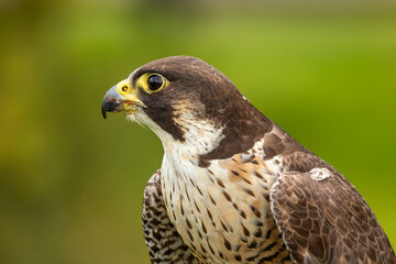 Perergrine Falcon (Falco peregrinus)