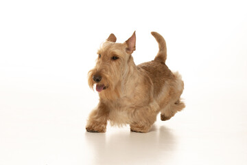 scottish terrier on white background