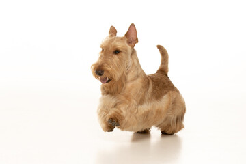 scottish terrier on white background