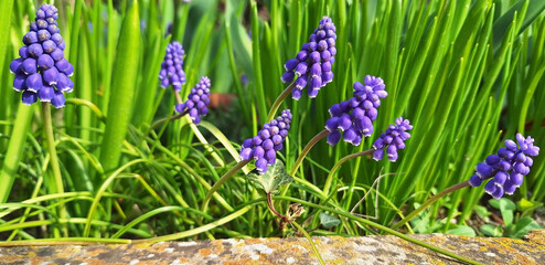 Blue muscari neglectum flowers bloom in a garden bed on a sunny spring day. Panorama.