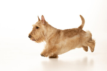 scottish terrier on white background