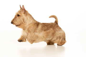 scottish terrier on white background