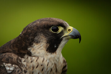 Perergrine Falcon (Falco peregrinus)