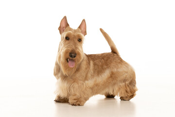 scottish terrier on white background