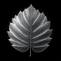 Detailed grayscale leaf, intricate veins