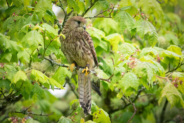 Kestrel (Falco tinnunculus)