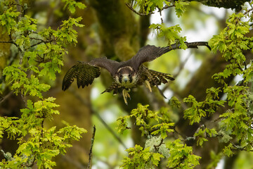 Perergrine Falcon (Falco peregrinus)