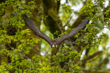 Perergrine Falcon (Falco peregrinus)