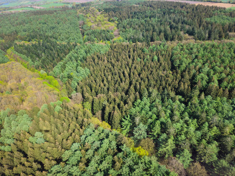 Dichter gr&uuml;ner Wald aus der Luftperspektive mit vielf&auml;ltigen Baumarten im Fr&uuml;hling, Eine Wald in Schleswig-Holstein, Luftbildaufnahme aus einem Hubschrauber
