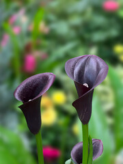 The black Calla Lily flowers blooming in the garden.