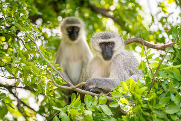 Vervet Monkeys in tree