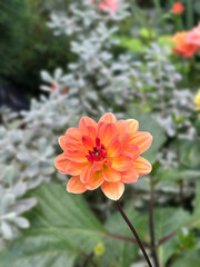 Closeup of a pastel colored dahlia flower