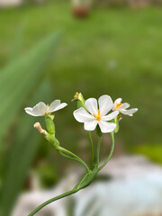 White flowers of the Eleutherine bulbosa plant or Dayak onion
