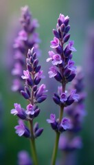 Fototapeta premium Delicate purple lavender blossoms, vibrant hues, isolated , element, herbal