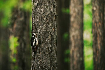 A great spotted woodpecker (Dendrocopos major) clings to the bark of a pine tree in a dense, green forest. Captured in its natural habitat, the bird blends into the woodland surroundings, showcasing i