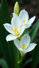 Delicate white freesias, soft petals, gentle bloom, petals, beauty, delicate