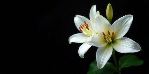 Delicate white lilies in full bloom, petals unfurled against black , peace, dark