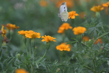 white cabbage butterfly in flight on marigold