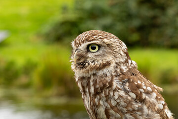 Little Owl (Athene noctua)