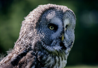 Great Grey Owl (Strix nebulosa)
