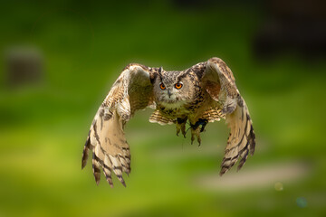 Eagle Owl (Bubo bubo)