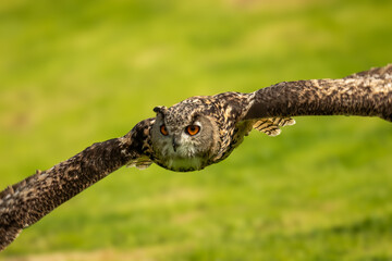 Eagle Owl