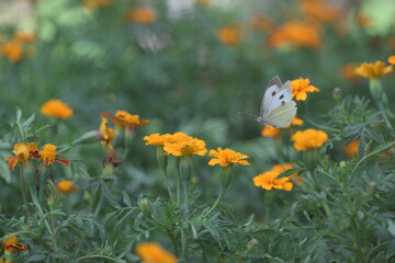 white cabbage butterfly in flight on marigold