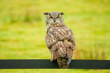 Eagle Owl (Bubo bubo)