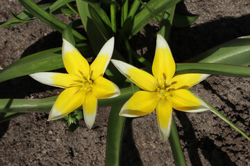 Fototapeta premium Tulipa neustruevae flower in the garden.