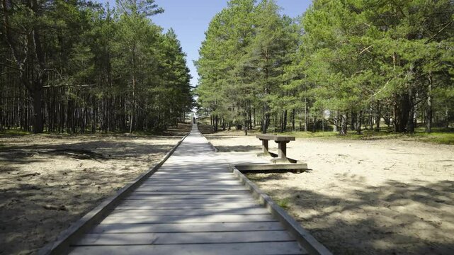 A wooden path made of boards leads through the forest into the dunes in spring. Coniferous trees in the sand dunes of the Baltic. The trail goes into perspective on the yellow beach. The wind shakes t