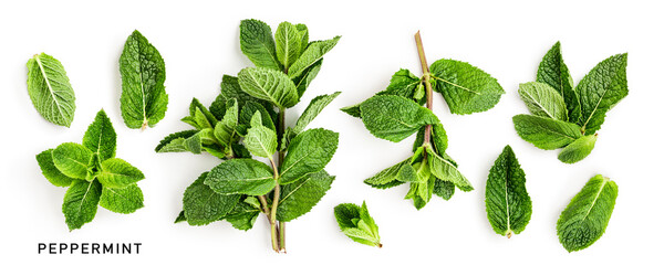 Mint fresh leaves collection photography isolated on white background.