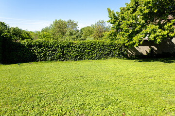 spring garden with cherry tree and green hedge