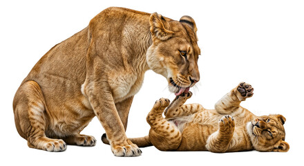 Obraz premium Lioness Mother Licking and Grooming her Cub, Wild Cat Family, isolated on a transparent background