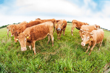 herd of calves on meadow, fish eye view
