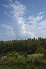 Beautiful landscape featuring vibrant sky with fluffy clouds above lush green forest. scene evokes sense of tranquility